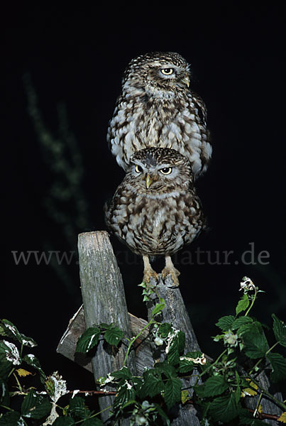 Steinkauz (Athene noctua)