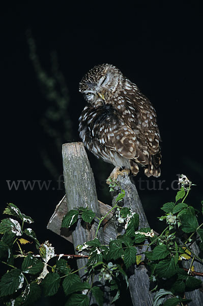 Steinkauz (Athene noctua)