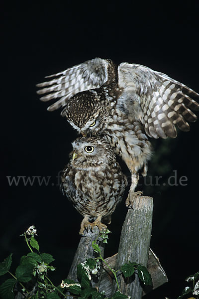 Steinkauz (Athene noctua)