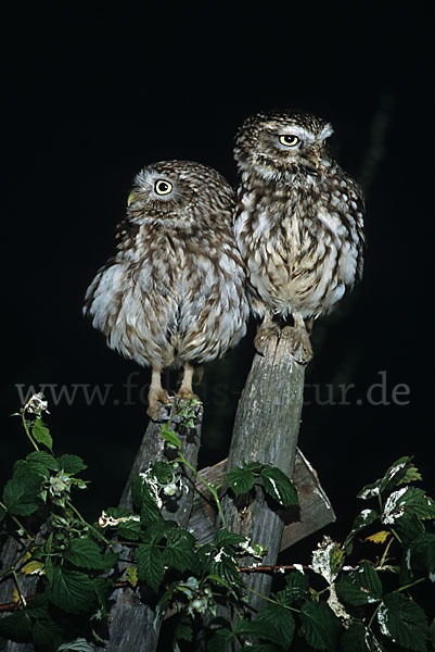 Steinkauz (Athene noctua)