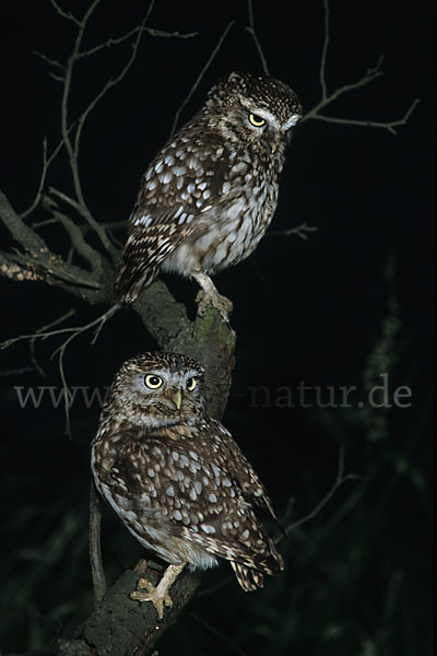 Steinkauz (Athene noctua)