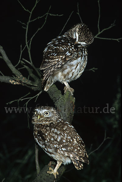 Steinkauz (Athene noctua)