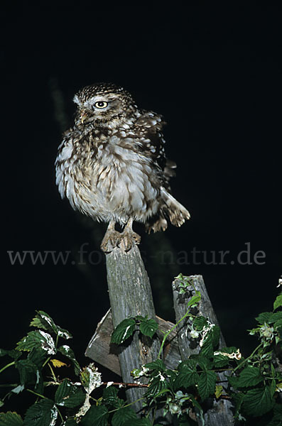 Steinkauz (Athene noctua)