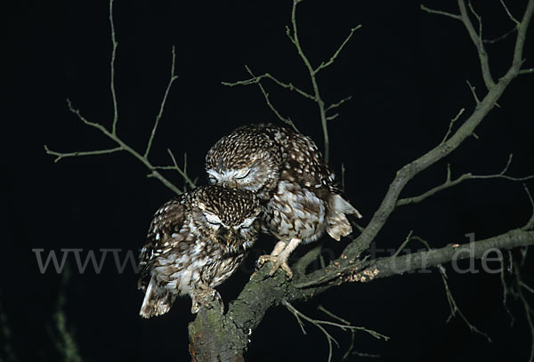 Steinkauz (Athene noctua)