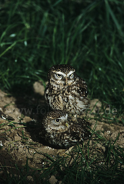 Steinkauz (Athene noctua)