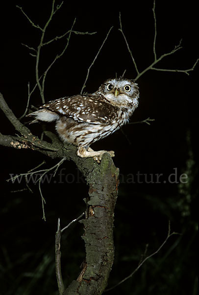 Steinkauz (Athene noctua)