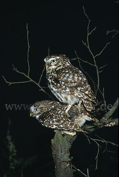 Steinkauz (Athene noctua)