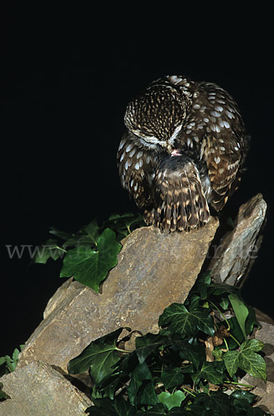 Steinkauz (Athene noctua)