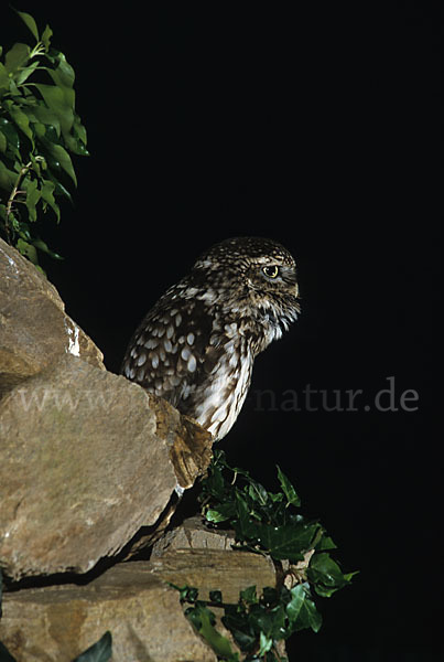 Steinkauz (Athene noctua)