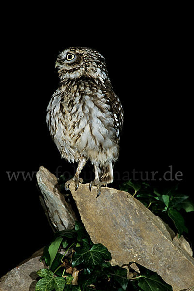 Steinkauz (Athene noctua)