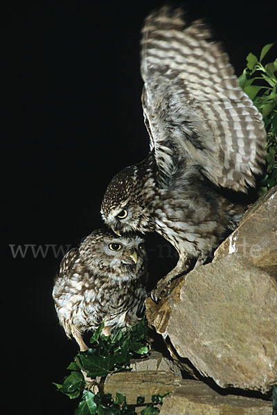 Steinkauz (Athene noctua)