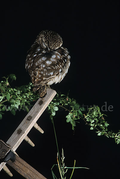 Steinkauz (Athene noctua)