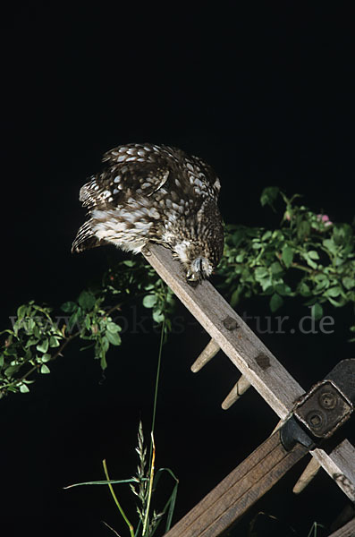 Steinkauz (Athene noctua)