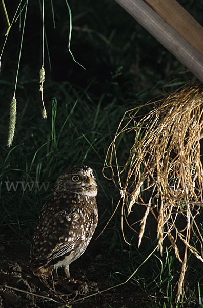 Steinkauz (Athene noctua)