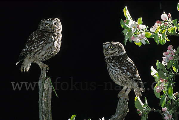 Steinkauz (Athene noctua)