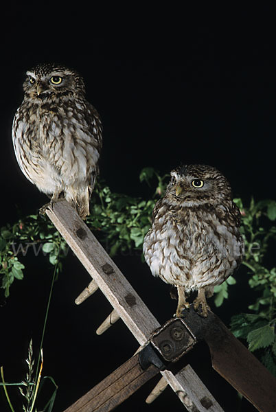 Steinkauz (Athene noctua)