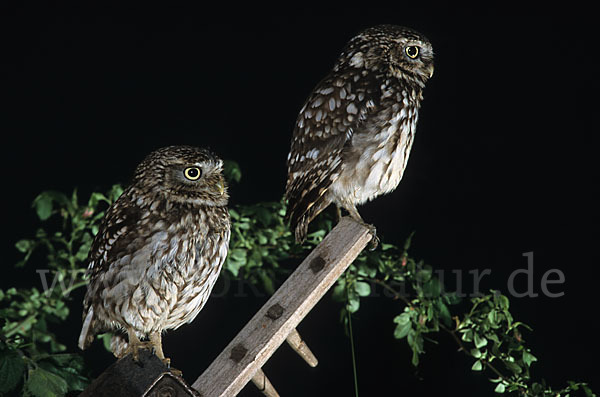 Steinkauz (Athene noctua)