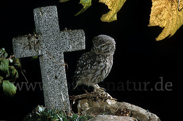 Steinkauz (Athene noctua)