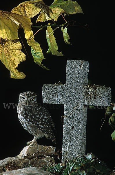 Steinkauz (Athene noctua)