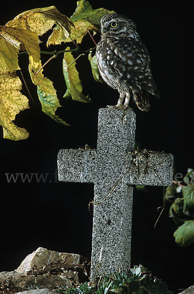 Steinkauz (Athene noctua)