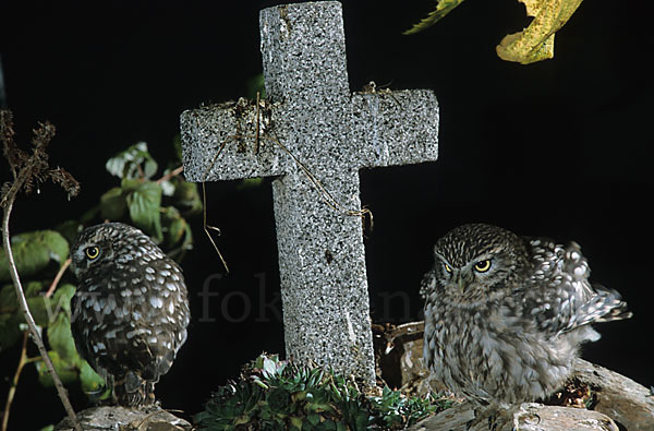 Steinkauz (Athene noctua)