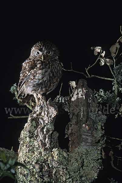 Steinkauz (Athene noctua)