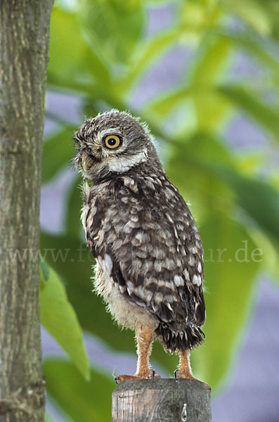 Steinkauz (Athene noctua)