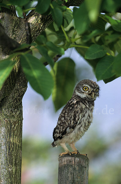 Steinkauz (Athene noctua)