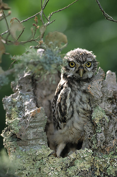 Steinkauz (Athene noctua)