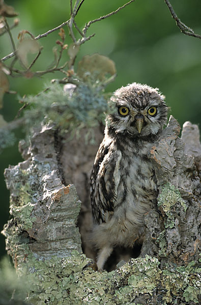 Steinkauz (Athene noctua)