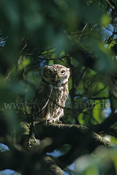 Steinkauz (Athene noctua)