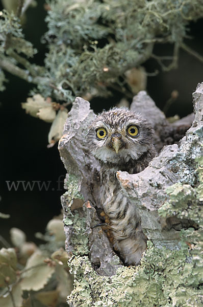 Steinkauz (Athene noctua)