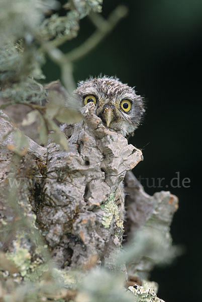 Steinkauz (Athene noctua)