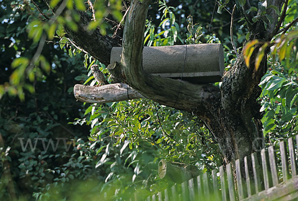 Steinkauz (Athene noctua)