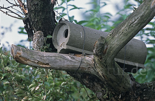 Steinkauz (Athene noctua)