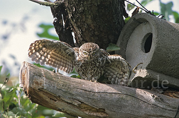 Steinkauz (Athene noctua)