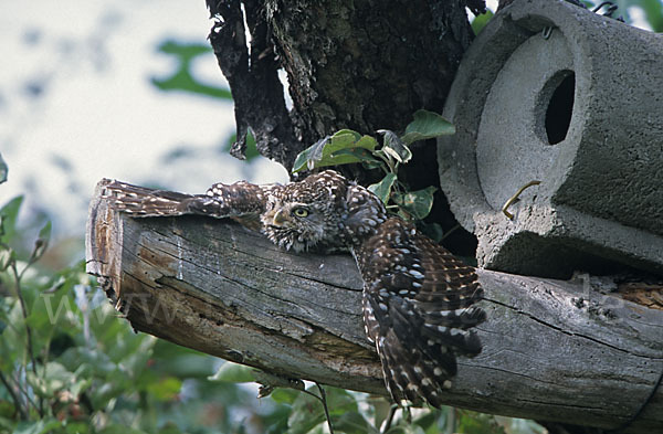 Steinkauz (Athene noctua)