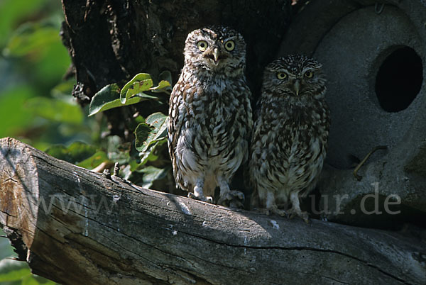 Steinkauz (Athene noctua)