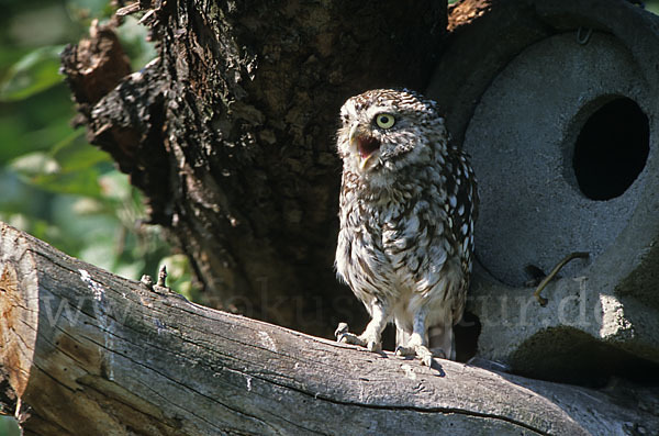 Steinkauz (Athene noctua)