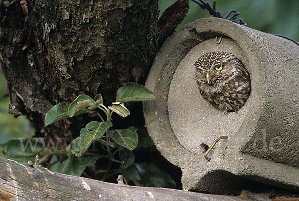 Steinkauz (Athene noctua)