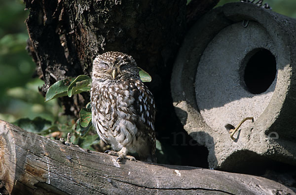 Steinkauz (Athene noctua)