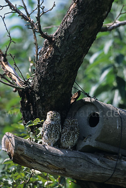 Steinkauz (Athene noctua)