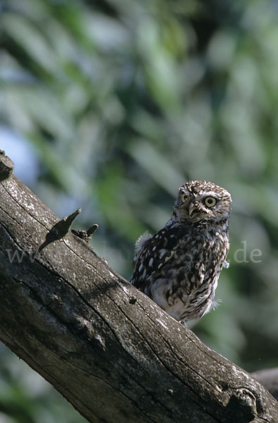 Steinkauz (Athene noctua)