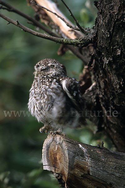 Steinkauz (Athene noctua)