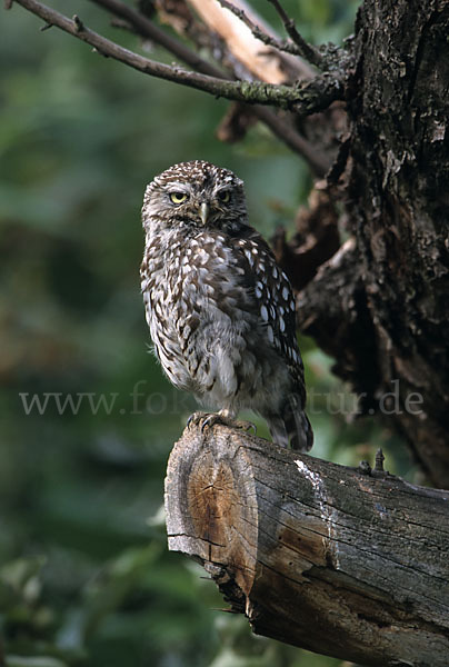 Steinkauz (Athene noctua)