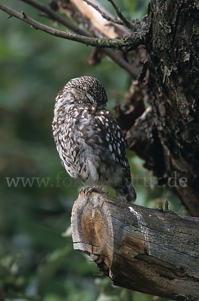 Steinkauz (Athene noctua)