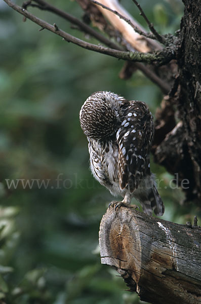 Steinkauz (Athene noctua)