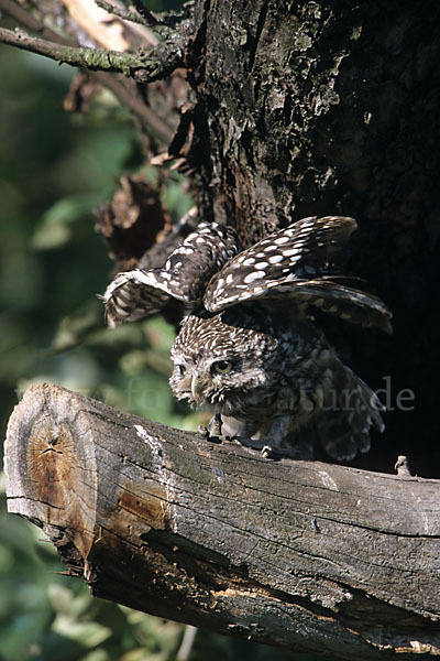 Steinkauz (Athene noctua)