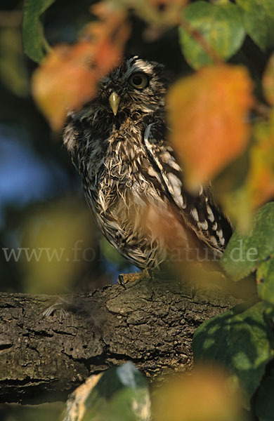 Steinkauz (Athene noctua)