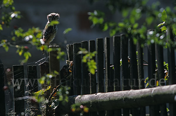 Steinkauz (Athene noctua)